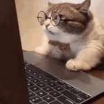 Computer cat GIF Template