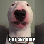 Walter The Dog | GOT ANY DRIP | image tagged in walter the dog | made w/ Imgflip meme maker