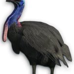 Cassowary