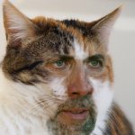 Cat Nicholas Cage