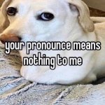 Homophobic dog meme