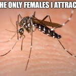It's summer time | THE ONLY FEMALES I ATTRACT | image tagged in mosquito,female,summer | made w/ Imgflip meme maker