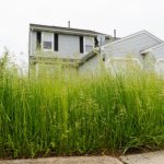tall grass at house