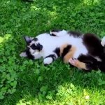 Calico Cat sprawled on grass kitten kitty GIF Template