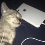 Cat listening to music