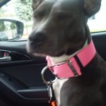 Blue pit bull pitbull dog  | SAID WE WERE GOING TO THE BORDER; HOPE HE MEANS TACO BELL. | image tagged in blue pit bull pitbull dog | made w/ Imgflip meme maker