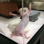 Sup sexy gecko