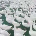 army of ducks GIF Template