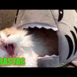 shark eat cat | RASTAS | image tagged in shark eat cat | made w/ Imgflip meme maker