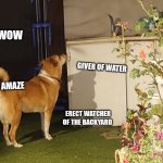 Such amaze | WOW; GIVER OF WATER; SUCH AMAZE; ERECT WATCHER OF THE BACKYARD | image tagged in faucet of the backyard share your wisdom,wow,memes,funny,doge,dog | made w/ Imgflip meme maker