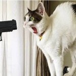 PTSD gun cat Meme Generator - Imgflip