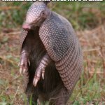 armadillo | ONLY THE 3 BANDED ARMADILLO CAN ROLL INTO A BALL; OUR LIFE WAS A LIE | image tagged in armadillo | made w/ Imgflip meme maker
