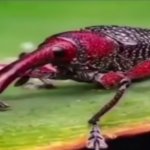 weevil