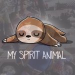 Sloth Kylie my spirit animal