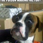 Surprised Dog | ME *TAKES FREE SAMPLE*; EVERYONE ELSE AT THE POISON MAKING FACTORY: | image tagged in surprised dog | made w/ Imgflip meme maker