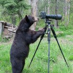 bear with camera