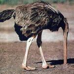 ostrich