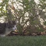 Cat looking into grass
