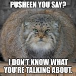 Fat Cats Exercise | PUSHEEN YOU SAY? I DON'T KNOW WHAT YOU'RE TALKING ABOUT. | image tagged in fat cats exercise | made w/ Imgflip meme maker