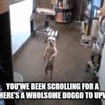This isnt a upvote beg | YOU'WE BEEN SCROLLING FOR A BIT HERE'S A WHOLSOME DOGGO TO UPVOTE | image tagged in doggo | made w/ Imgflip video-to-gif maker