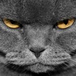grumpy graey cat template
