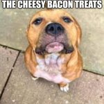 Judgemental American Bully | WHEN YOU FORGET THE CHEESY BACON TREATS | image tagged in judgemental american bully,funny dogs,treats,dogs,stop reading the tags | made w/ Imgflip meme maker