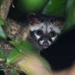 Asian palm civet