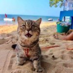 Beach Cat | DUDE! THIS PLACE IS LIKE A GIANT LITTER BOX! | image tagged in beach cat | made w/ Imgflip meme maker