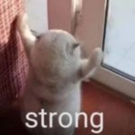 strong cat