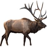 Manitoba Elk meme