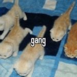 cat gang