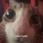 nice balls cat