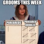 Doodles | GROOMS THIS WEEK; "PUREBRED" DOODLES; PUREBREDS | image tagged in stranger things whiteboard,groomers,dog grooming,doodle | made w/ Imgflip meme maker