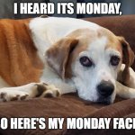 My Dog Boomer Doesn't Do Mondays | I HEARD ITS MONDAY, SO HERE'S MY MONDAY FACE! | image tagged in boomer the dog | made w/ Imgflip meme maker