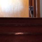 Cat At The Top Of The Stairs