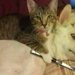 Cat Holding Dog Hostage