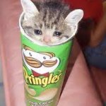 pringle cat