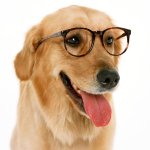 smart dog template