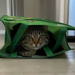 Don't Let the Cat Out of the Bag meme
