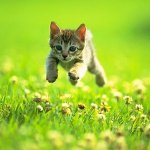 hover cat