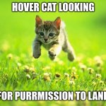 hover cat | HOVER CAT LOOKING; FOR PURRMISSION TO LAND | image tagged in hover cat | made w/ Imgflip meme maker