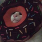Donut cat template