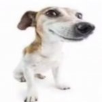 Jack Russell terrier stock photo meme