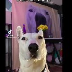 Dog that can't boogie