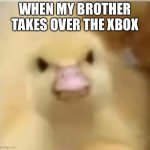 Meme | WHEN MY BROTHER TAKES OVER THE XBOX | image tagged in angry duck | made w/ Imgflip meme maker