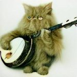 Cat Playing Banjo meme