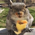 Squirrel eating a burrito meme