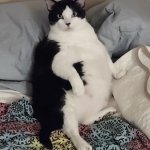 Fat cat template