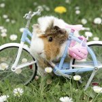 bike guinea pig