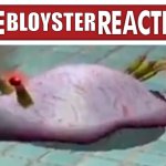 Live Bloyster Reaction